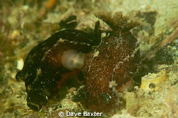 mating time by Dave Baxter 